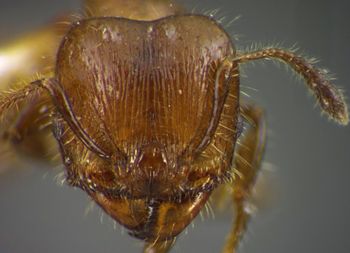 Media type: image;   Entomology 34353 Aspect: head frontal view
